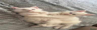 Maine Coon 3