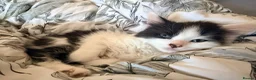 Mixed Breed cats for sale: Beautiful fluffy kittens  - Advert 5
