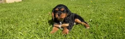 Cavalier King Charles Spaniel dogs for sale: Health tested cavalier King Charles  - Advert 10