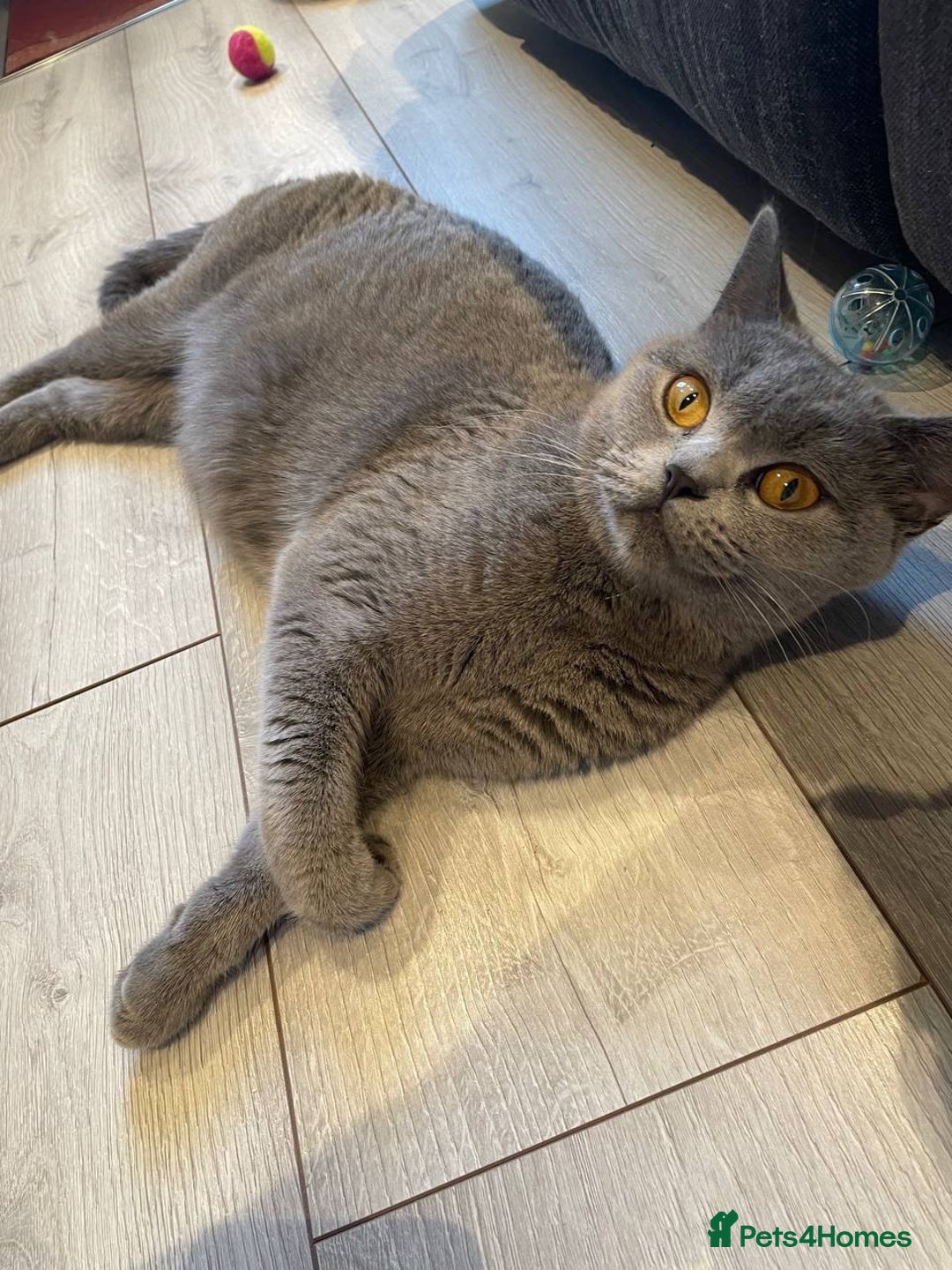 British Shorthair cats for sale: 💕British Shorthair Blue Kittens💕 - Advert 24