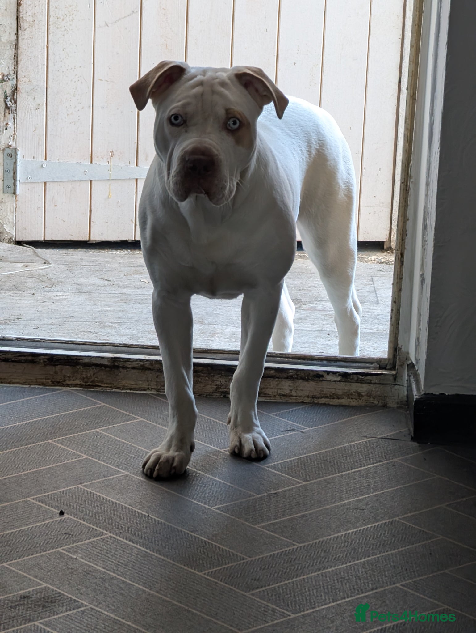 Mixed Breed dogs Staff X sharp pei  - Advert 1