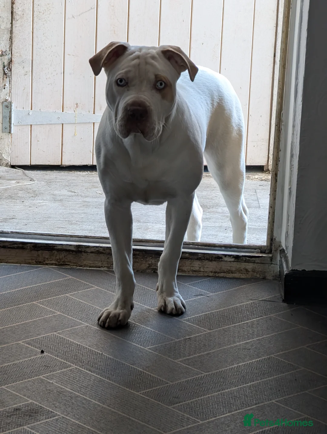 Mixed Breed dogs for sale: Staff X sharp pei  - Advert 1