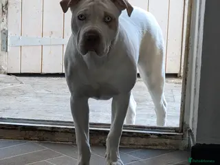 Mixed Breed dogs Staff X sharp pei - Advert 1