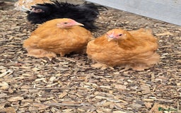 Chickens poultry for sale: Pekin Bantam pullet growers - Image 3