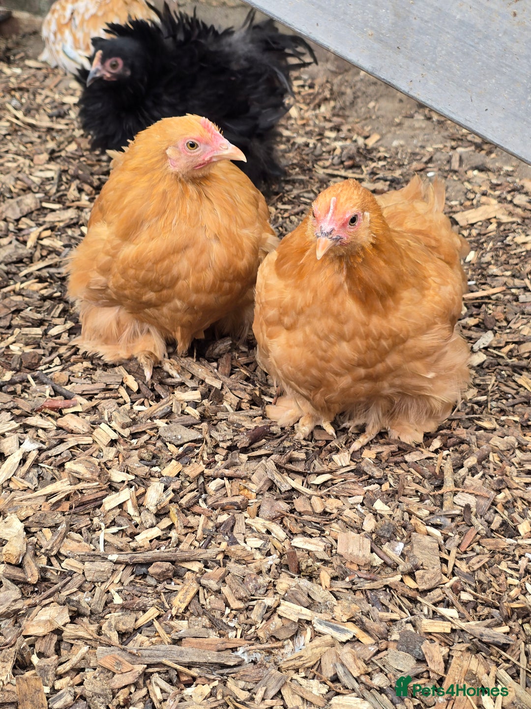 Chickens poultry for sale: Pekin Bantam pullet growers - Image 3