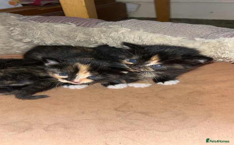 Mixed Breed cats - Advert 15