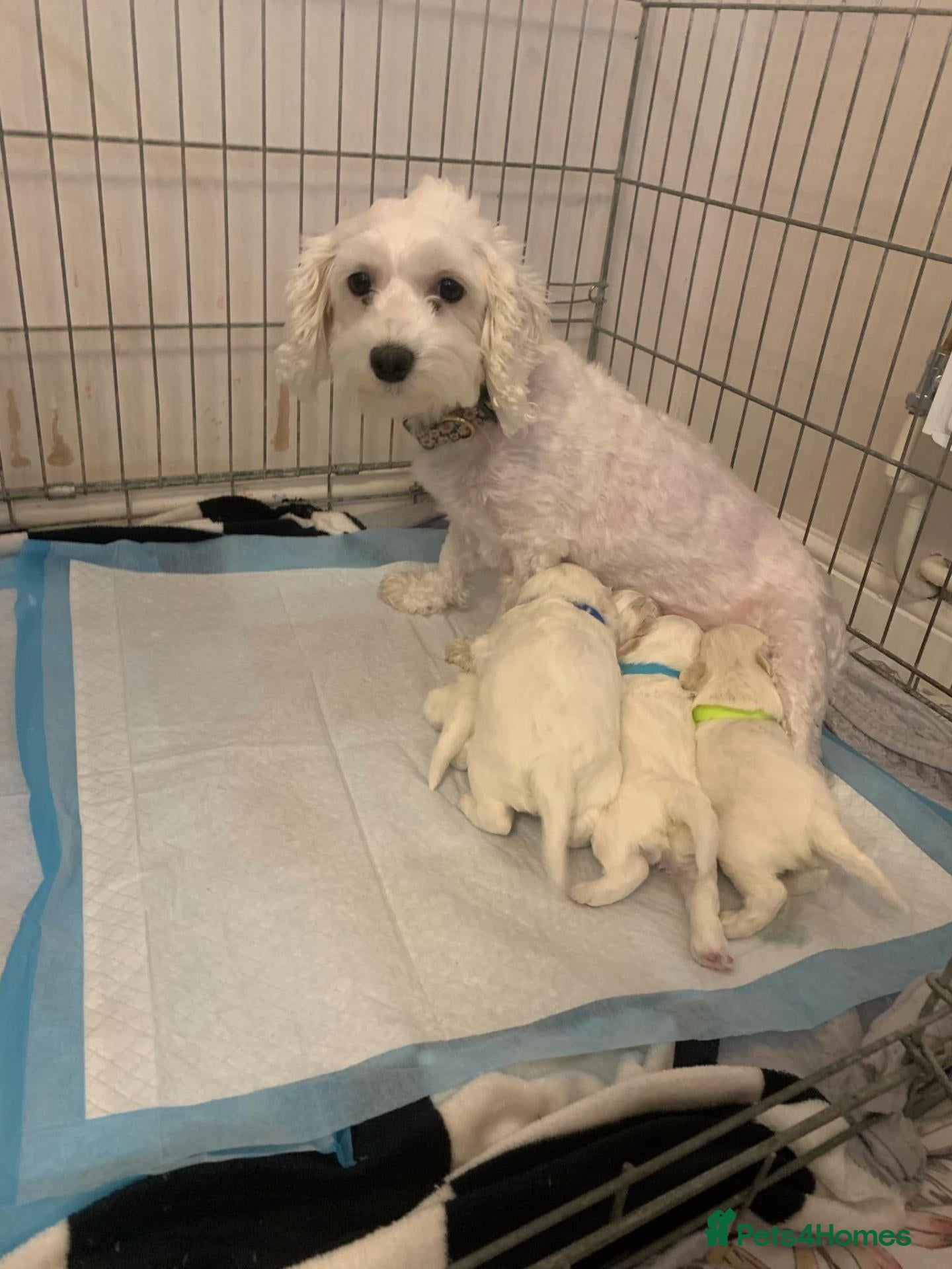 Maltese dogs Cute puppies❤️💜🩵🩶 - Advert 2