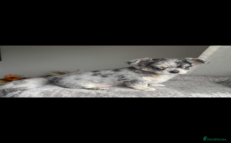 Chihuahua dogs - Advert 1