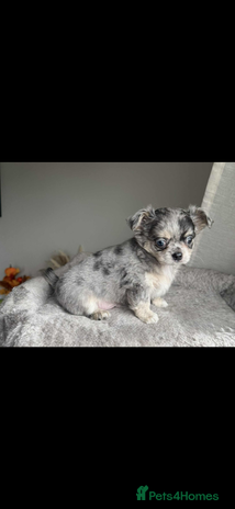 Chihuahua dogs - Advert 1