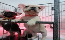 French Bulldog dogs for sale: Gorgeous French bulldog puppies Just 1 girl left!  - Advert 12