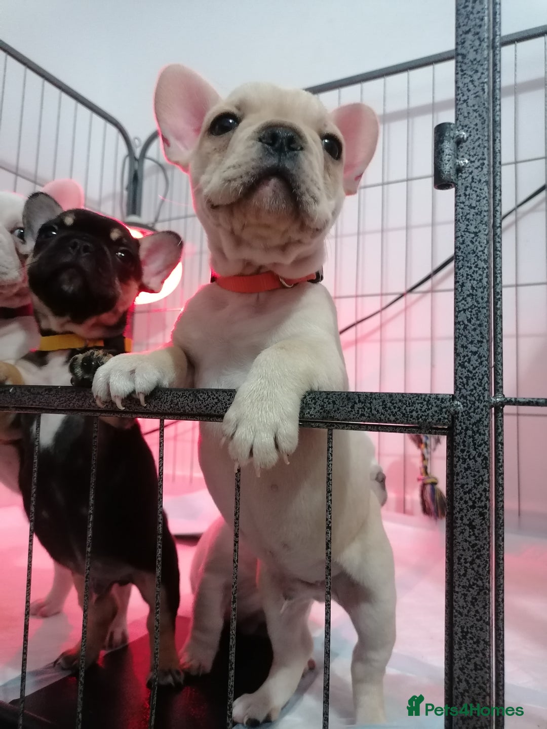 French Bulldog dogs for sale: Gorgeous French bulldog puppies Just 1 girl left!  - Advert 12