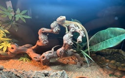 Bearded Dragon reptiles for sale: Bearded dragon  - Image 7