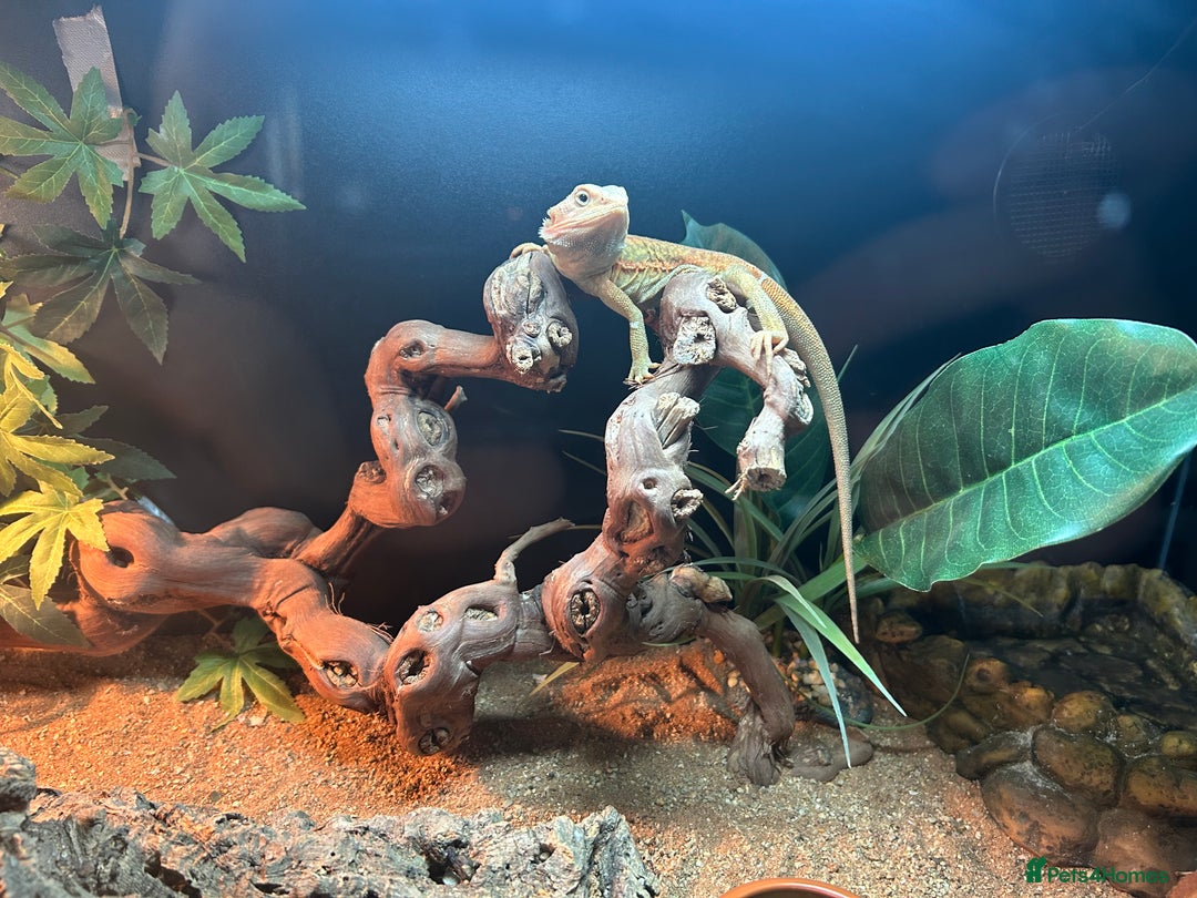 Bearded Dragon reptiles for sale: Bearded dragon  - Image 7
