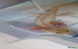 Axolotl reptiles for sale: Axolotls - Image 25