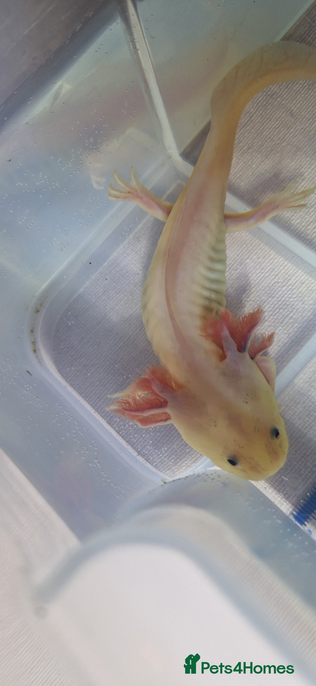 Axolotl reptiles for sale: Axolotls - Image 25