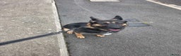 German Shepherd dogs for sale: KC Registered Loving German Shepard  - Advert 2