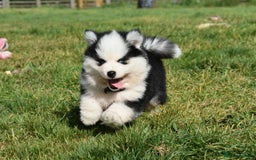 Pomsky dogs for sale: Genuine F4 Pomsky puppies (Health tested parents)  - Image 11