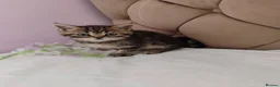 Scottish Fold cats for sale: REDUCED ❤️❤️Tabby cat😘Luxury Scottish❤️❤️❤️❤️❤️❤️ - Advert 14