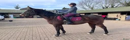 Irish Thoroughbred horses for sale: Ridding club hack, allrounder in Gillingham - Advert 4