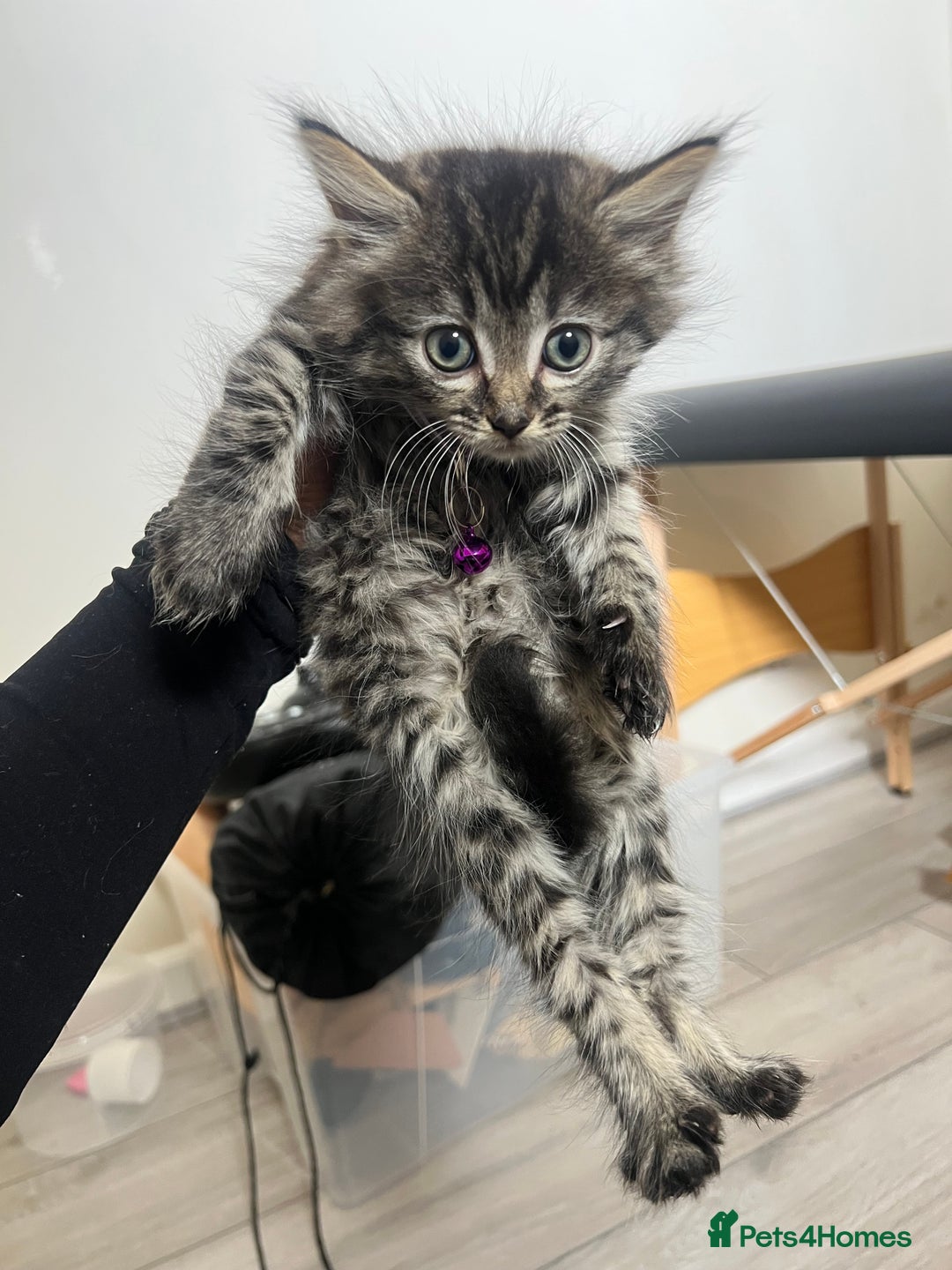 Domestic Shorthair cats for sale: 4 Kittens ready to find their forever home🐾 - Image 4
