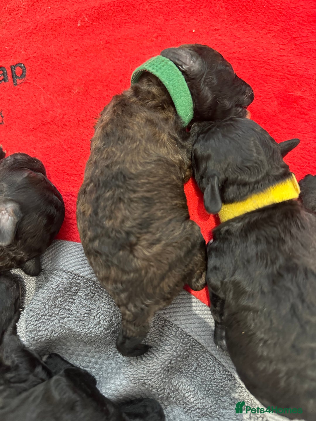 Toy Poodle dogs for sale: Kc Tiny toy poodles DNA 🧬 clear  - Advert 17