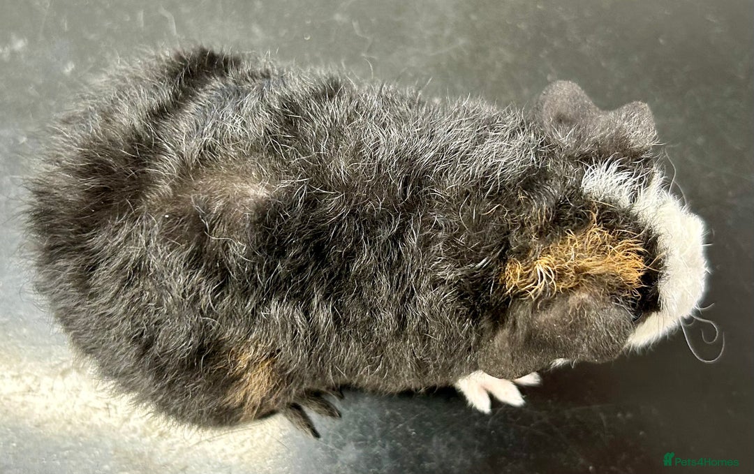 Guinea Pig rodents for sale: Teddy Guinea Pig Baby Boars - Image 23