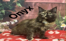 Maine Coon cats for sale: TICA Registered Maine Coon Kittens.  READY NOW  - Image 7
