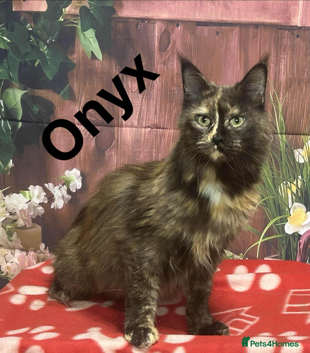 Maine Coon cats for sale: TICA Registered Maine Coon Kittens.  READY NOW  - Image 7