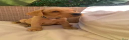 Labrador Retriever dogs for sale:  KC Labrador puppies   - Advert 15