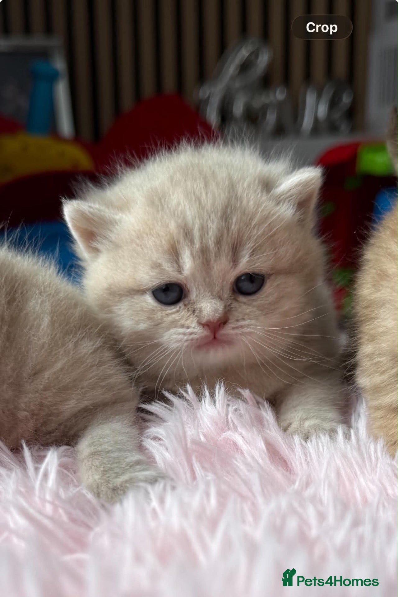 Scottish Fold cats Exceptional litter of Scottish fold/ straight😍😍 - Advert 2