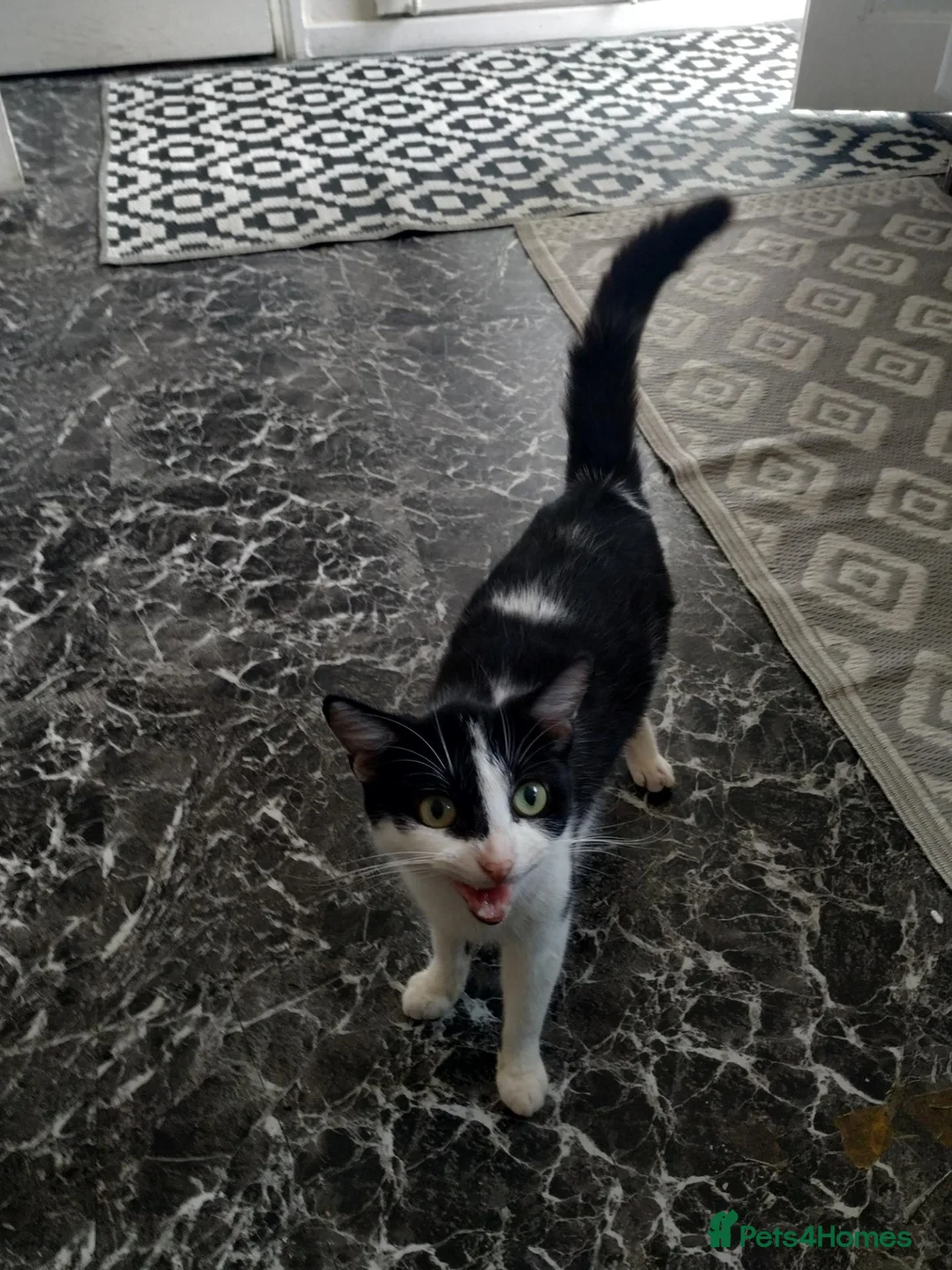 British Shorthair cats for sale: 3 black british shorthaired kittens in Wolverhampton - Advert 1