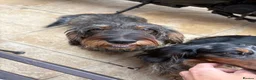 Dachshund dogs for sale: ✨Health tested, KC reg true standard wirehairs✨  - Advert 12