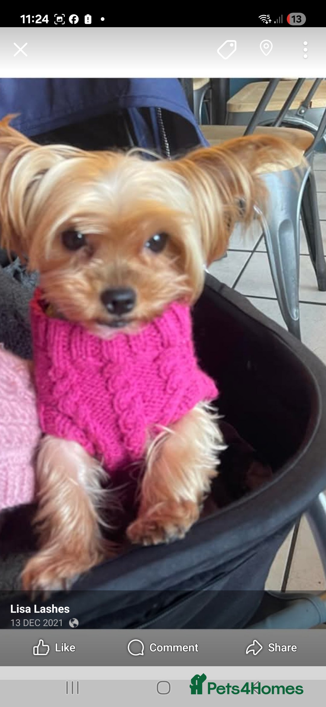 Yorkshire Terrier dogs for sale: The Most beautiful clever girl  - Advert 6