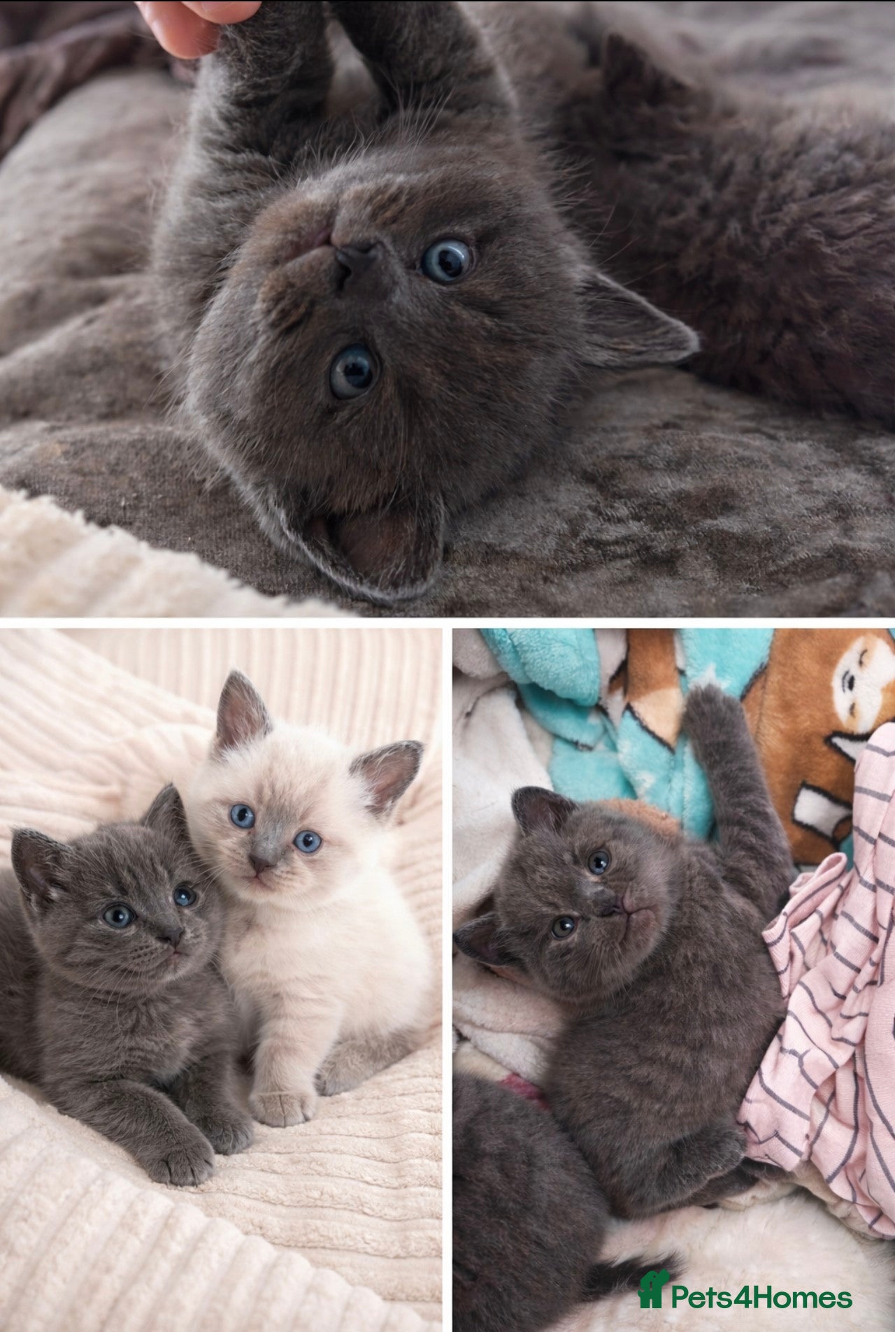 British Shorthair cats Beautiful British Short Hair kitten  - Advert 12