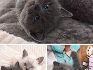 British Shorthair cats Beautiful British Short Hair kitten - Advert 11