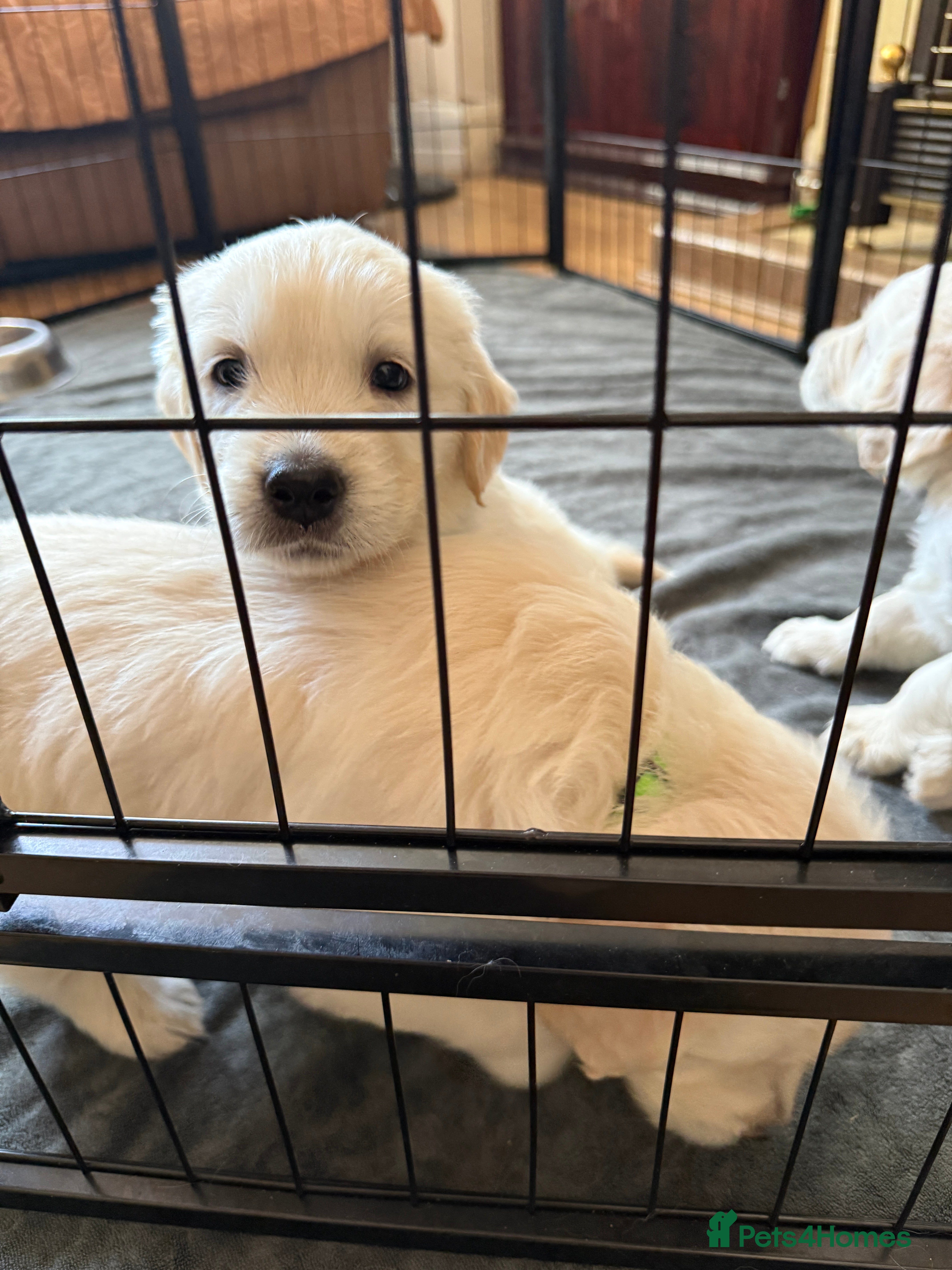 Golden Retriever dogs Golden Retriever Puppies — Ready from 3rd August - Advert 5