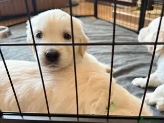 Golden Retriever dogs Golden Retriever Puppies — Ready from 3rd August - Advert 1