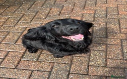 Cocker Spaniel dogs for sale: Brockwell Gundogs Adult Female Cockers - Image 2