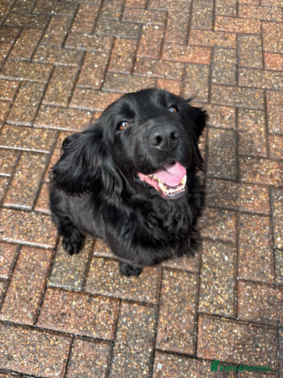 Cocker Spaniel dogs for sale: Brockwell Gundogs Adult Female Cockers - Image 2