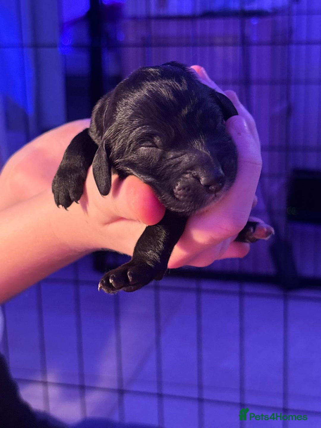 Mixed Breed dogs for sale: Merle Goldendoodle x Irish doodle - Advert 19