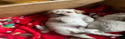 Shihpoo dogs for sale: 🐾 Gorgeous Shihpoo puppies for sale 🐾 - Advert 5