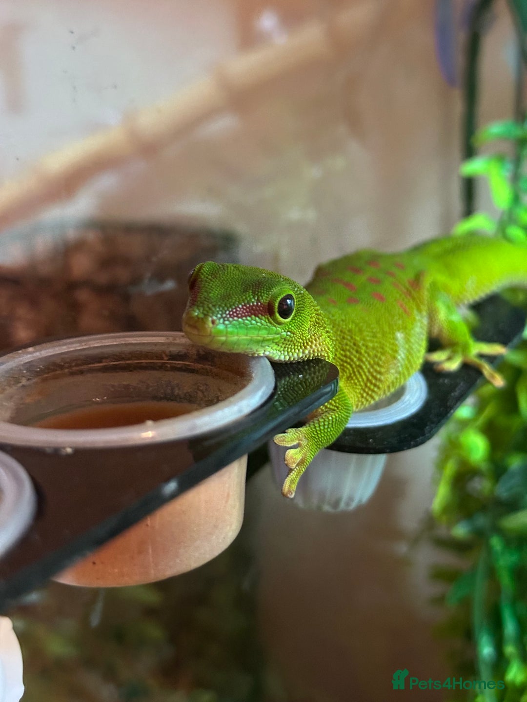 Gecko reptiles for sale: Giant Madagascan Day Gecko - Image 6