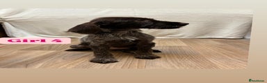 German Wirehaired Pointer Puppy 7