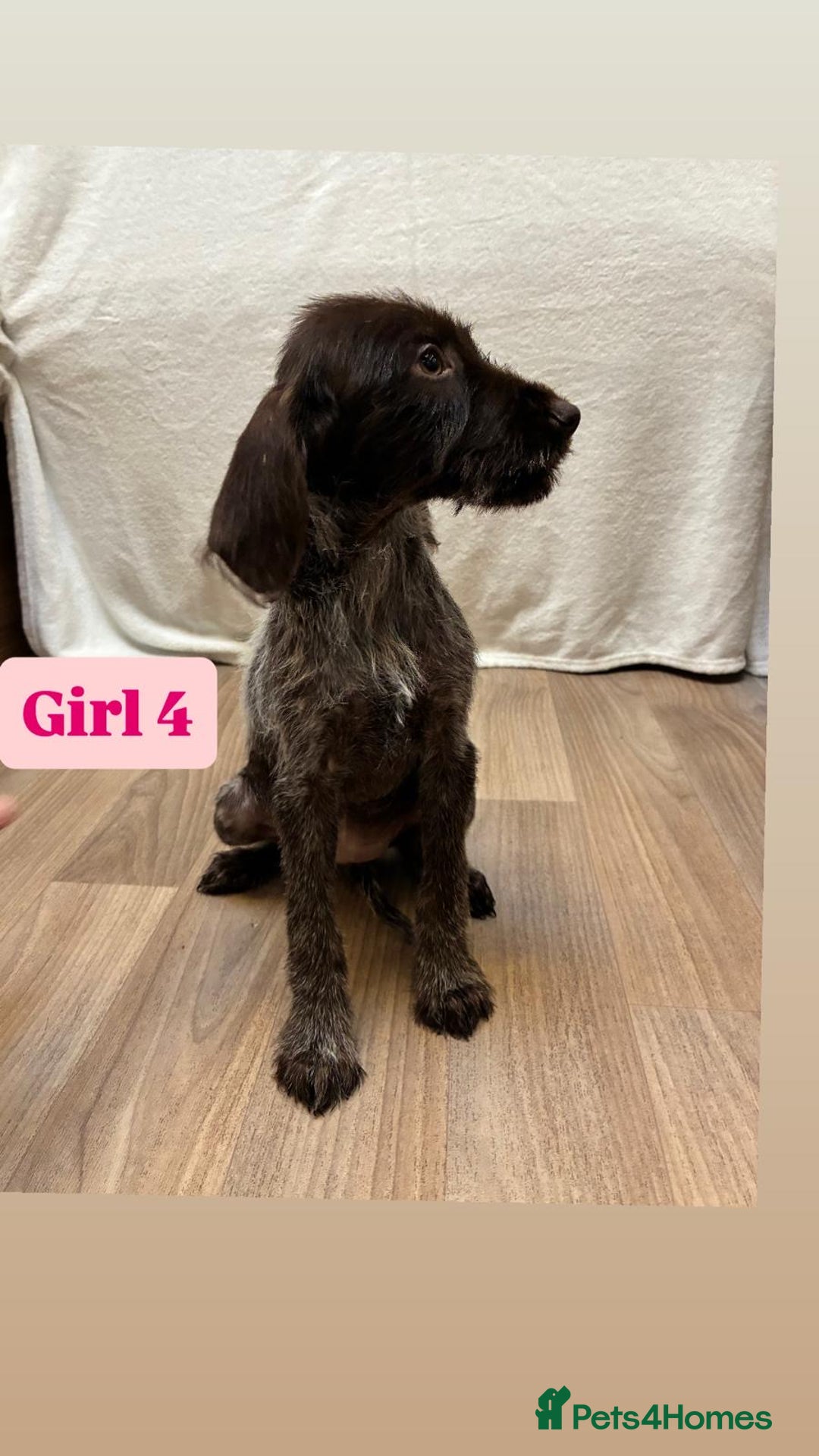 German Wirehaired Pointer dogs for sale: German wire hair pointers for sale - Advert 25