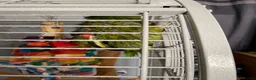 Parrots birds for sale: Double yellow headed Amazon  - Advert 3