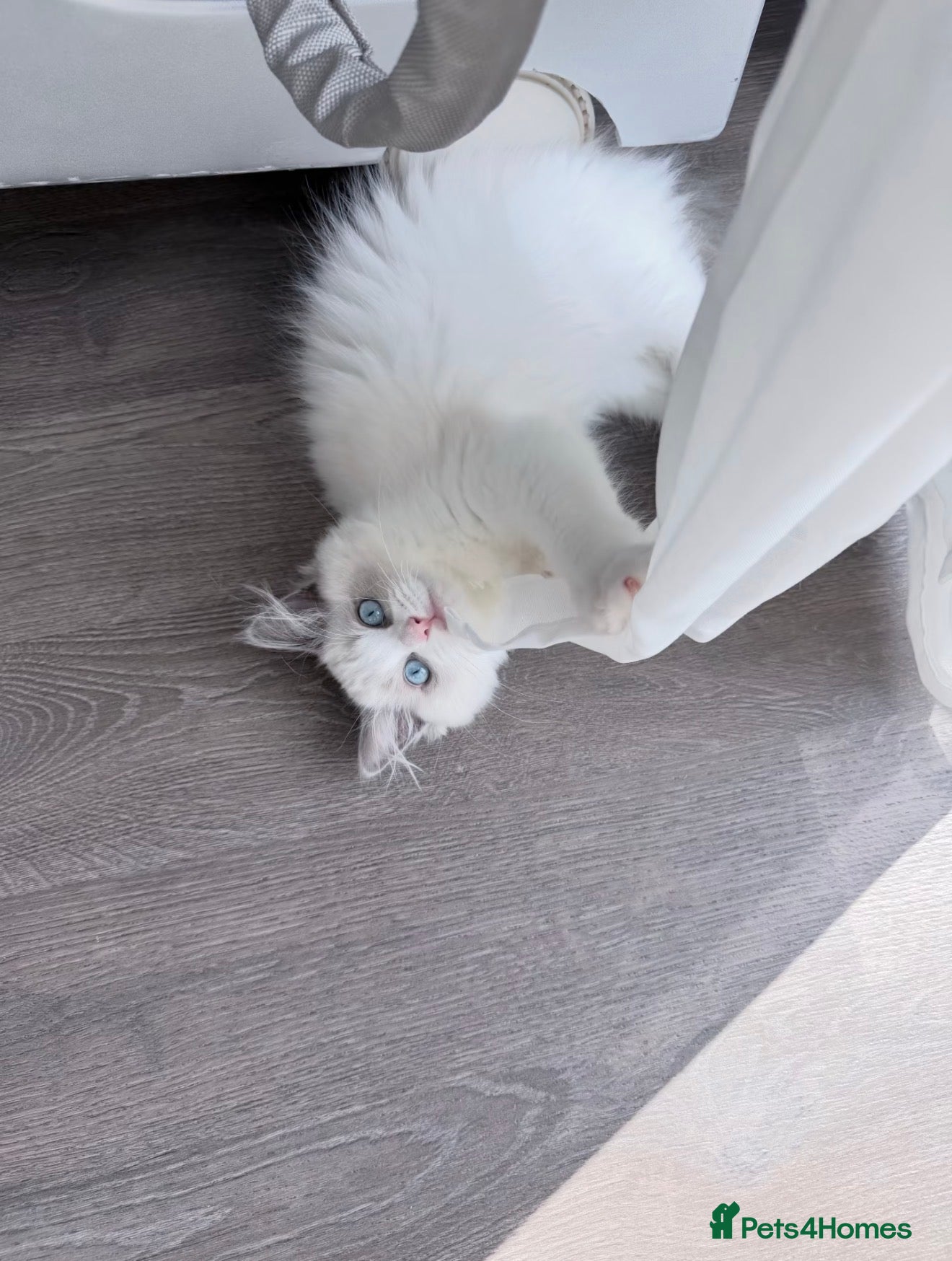 Ragdoll cats Blue Bicolour Female Ragdoll  - Advert 3