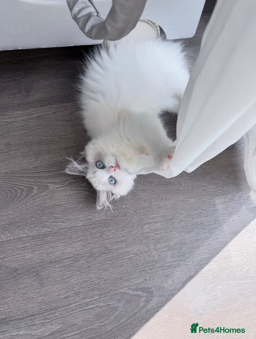 Ragdoll cats for sale: Blue Bicolour Female Ragdoll  - Advert 2
