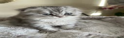 Scottish Fold cats for sale: Adorable Scottish Fold Kittens  - Advert 20