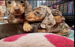 Miniature Dachshund dogs for sale: STUNNING MINIATURE DACHSHUND PUPPIES FOR SALE - Image 1