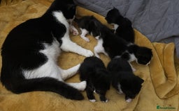 Mixed Breed cats for sale: Tuxedo kittens  - Image 6